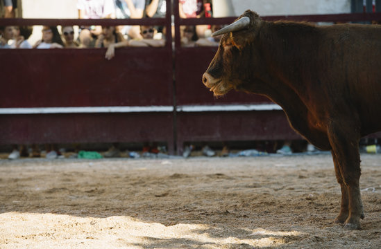 black bull on the sand
