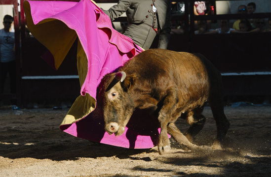Corrida. Matador Fighting in a typical Spanish Bullfight