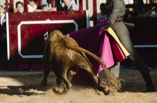 Corrida. Matador Fighting in a typical Spanish Bullfight