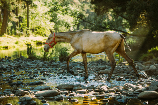 Fototapeta A horse crossing a river