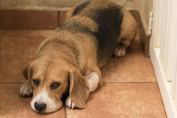 Sad puppy beagle lying down