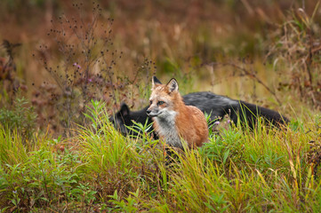 Red Fox (Vulpes vulpes) with Silver Fox Crossing Behind