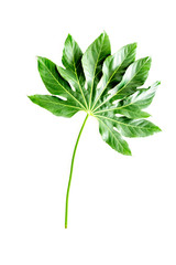 Big leaf of tropical plant on white background top view copyspace