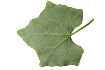Fototapeta premium Green leaf