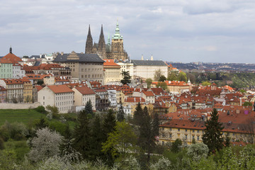 Obraz premium Spring Prague City with gothic Castle and the green Nature and flowering Trees, Czech Republic