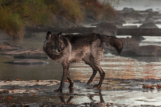 Fototapeta Grey Wolf (Canis lupus) Turns Back