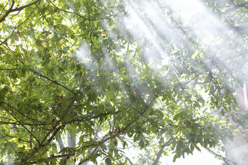 Fototapeta na wymiar deciduous forest with beams of light entering. Sunlight passing through the trees 
