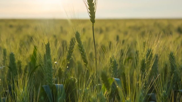 Green wheat field on a sunny day. Sunset over the wheat field