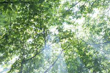Ground road crossing old deciduous forest with beams of light entering 