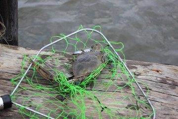 a blue Chesapeake crab is caught in the net