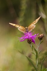 Abstract butterfly on summer meadow.