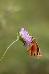 Butterfly on flower
