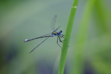 Dragonfly