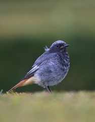 Blue bird on green grass.