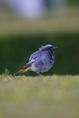 Blue bird on green grass.