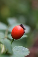 Healthy rose hip tea source vitamin C