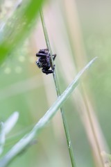 Little black spider on green background.