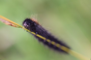 Caterpillar butterfly on a flower.