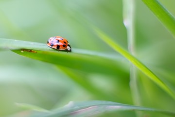 Ladybug on grass.