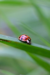 Ladybug