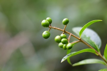 Poisonous climbing plant ivy.