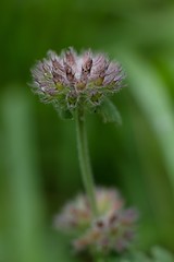 Purple red flower on a dark abstract background.