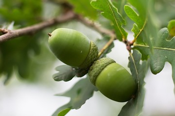 Oak acorn.