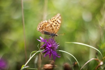 Summer view - butterfly on flower.