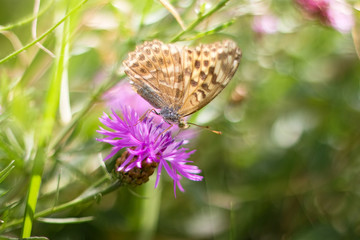 Butterfly on summer meadow.