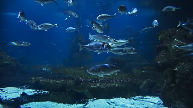 Beautiful fish oceanarium, deep underwater world panoramic view, different water animal species swimming in large Barcelona aquarium, sea scene view with natural light rays, shining through the water.