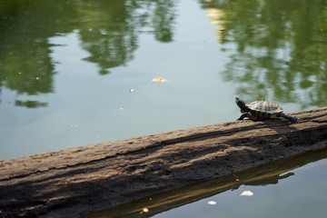 turtle sunbathe on the log in green lake,