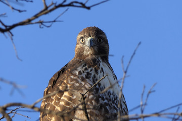 Close up of Red-tailed hawk in Oak Tree.  Shot at Rocky Peak Park in Ventura County, California. 