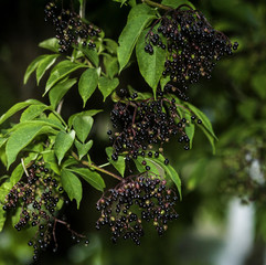 owoce czarnego bzu