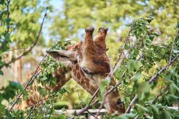 Fototapeta premium Giraffe, wildlife, animals, trees, savannah, africa, jungle