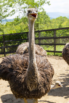 Ostrich in a Fenced Area on the Farm.