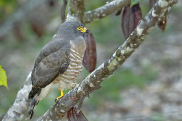 Gavilan pollero (Buteo magnirostris occiduus)