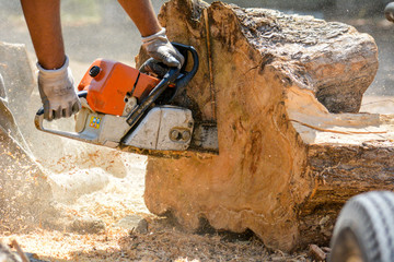 cutting woods in logs