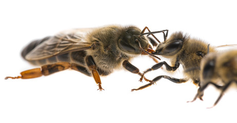 worker bee and the queen (apis mellifera)