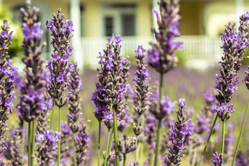 Obraz premium Selective focus of blooming Lavender plants at 