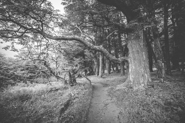 Black and white photograph of a path in the forest. Shevelev.