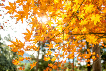 Fall Color Maple Leaves at the Forest in Aichi, Nagoya, Japan