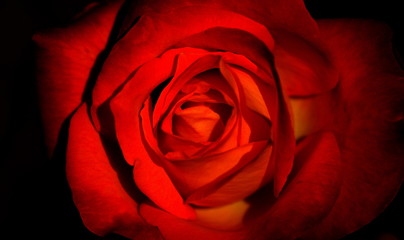 Closeup beautiful fresh red and orange rose on black background