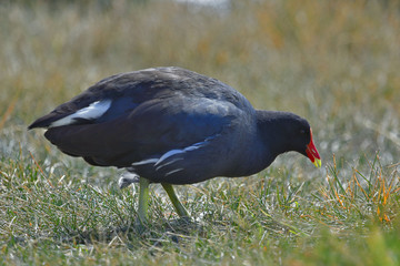 Gallineta de agua - Gallinula galeata