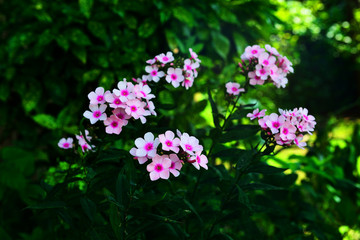 久住高原の夏の花