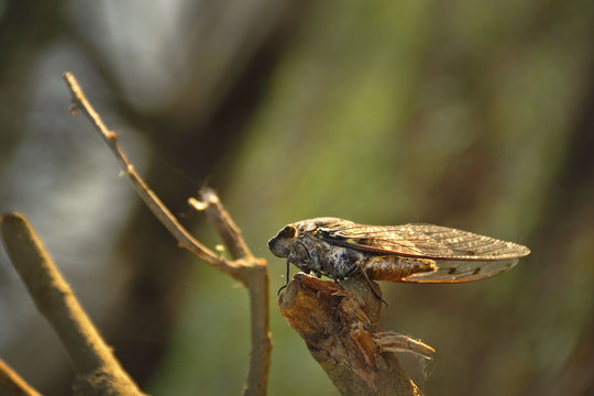 Chicharra (Cicada orni)