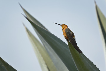Colibri gigante (Patagona gigas peruviana)