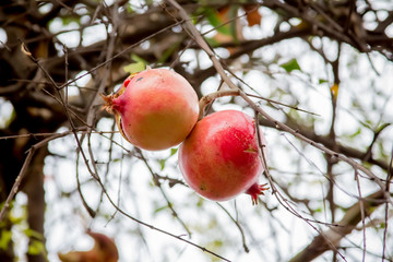  pomegranate