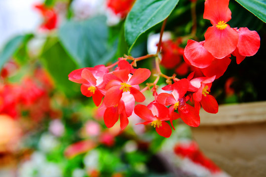5 Best 夏の花寄せ植え Images Stock Photos Vectors Adobe Stock