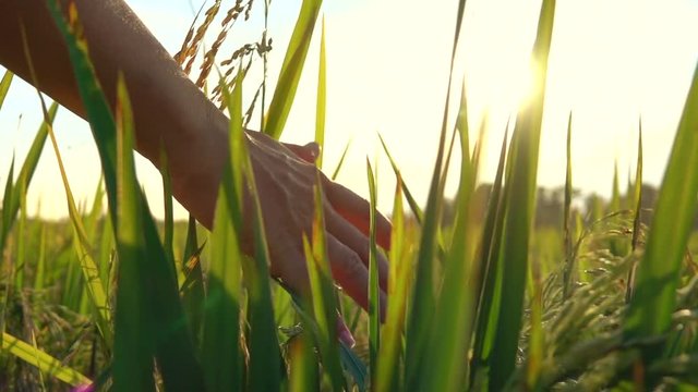 SLOW MOTION CLOSE UP, LENS FLARE: Female hand touching beautiful rice plants at gorgeous golden light sunrise. Woman caressing rice crops growing on organic farm in Asia. Rice leaves swaying at sunset