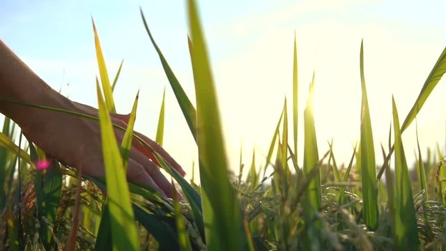 SLOW MOTION CLOSE UP, LENS FLARE: Female hand touching beautiful rice plants at gorgeous golden light sunrise. Woman caressing rice crops growing on organic farm in Asia. Rice leaves swaying at sunset
